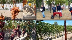 ВИНОГРАДАРСТВО БЕЛАРУСИ.
