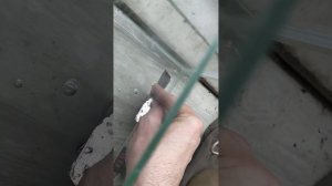 сбор икры у коридораса альбинос