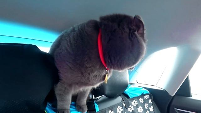24 часа В МАШИНЕ! ПУТЕШЕСТВИЕ С КОШКОЙ И СОБАКОЙ НА МАШИНЕ! Кошке Баттерс СТАЛО ПЛОХО!