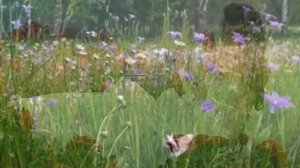 "А ты умеешь слушать тишину?" Стихи Светланы Мезенцевой-Фирсовой