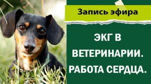 ЭКГ в ветеринарии. Работа сердца.