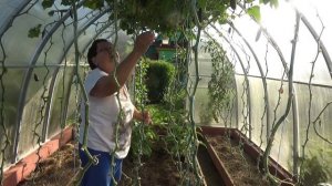 6 соток 10 августа. На дачу!