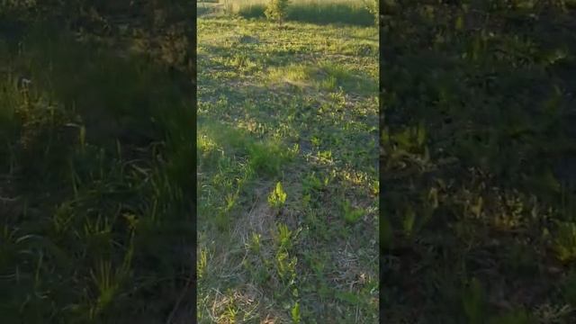 Абрикосам 4-й год. Первые плоды. смотреть онлайн