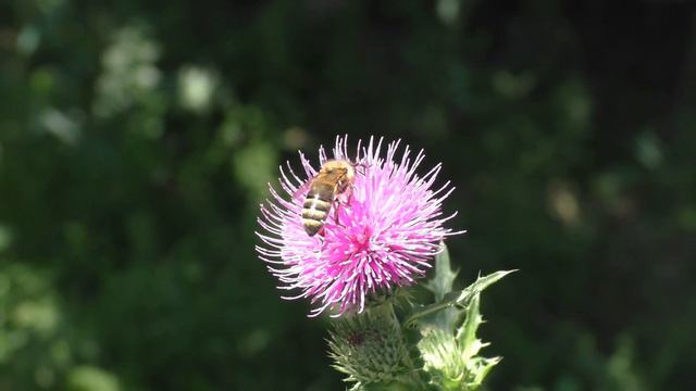 О ПЧЁЛАХ. Нужно-ли разводить пчёл? смотреть онлайн