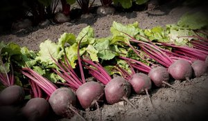 Финальная ПОДКОРМКА свеклы в августе для крупного и сладкого урожая и вкуса