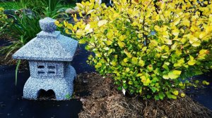 Хвойный сад и не только! Ели_часть7_Июль 2022!