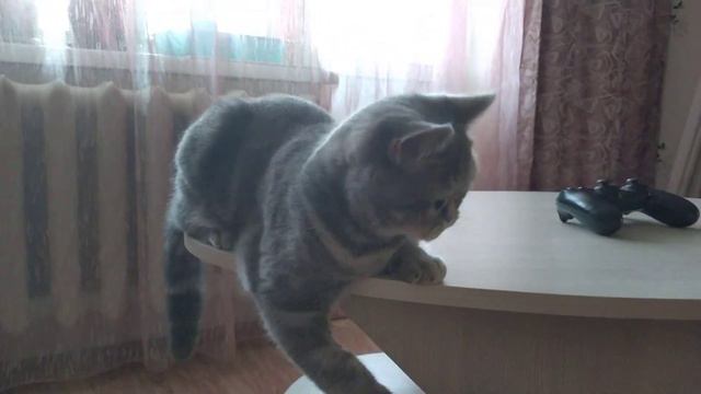 Луна играет карандашом. смотреть онлайн