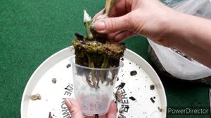 Катасетум пересадка. КЕЙК на третьем году жизни.  Новый СУБСТРАТ для орхидеи. Корни орхидеи.