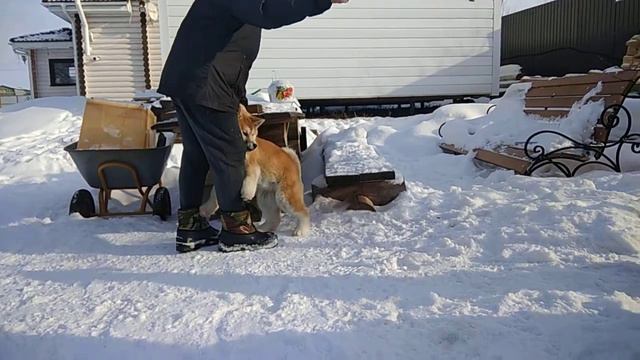 Юка 4 месяца , порода Акита смотреть онлайн
