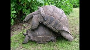 Долгожители черепахи / turtle centenarians#2