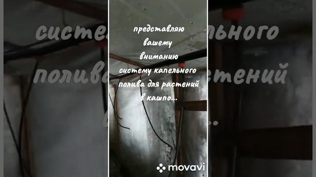 Как же все таки сделать бюджетный капельный полив саженцев при выращивании цветов. смотреть онлайн