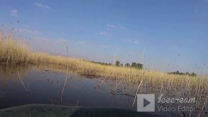 РОТАН, охраняя икру, УКУСИЛ за ПАЛЕЦ/JARI TERGIGIT ROTAN