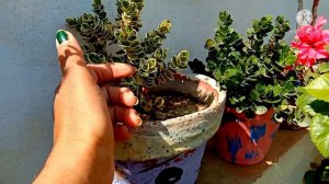 660.Grown Baby Plant of Variegated agave Plant and which Soil media was used?