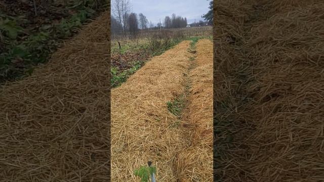 наш дачный сезон закончился... смотреть онлайн