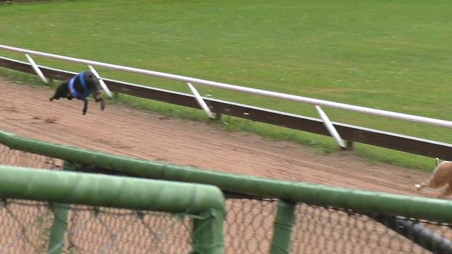 I Like Iron Maiden Memorial Greyhound 280m 30.7.2022 смотреть онлайн