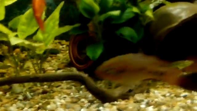 Мистус полосатый " сомик драчун" смотреть онлайн