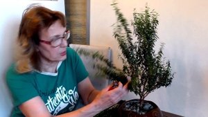 Мирт (Myrtus). Формируем крону в стиле бонсай. Первичная обрезка