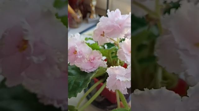 Зима улыбается. 10.12.23 смотреть онлайн