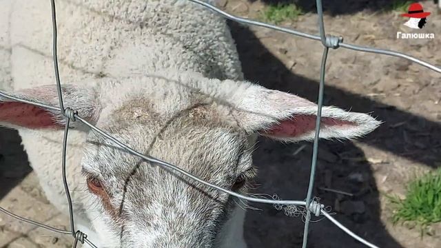 УПЁРТЫЕ КОЗЛЫ. ПУШИСТЫЕ КРОЛИКИ. смотреть онлайн