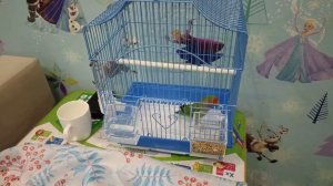 Купили попугая неразлучника, Кирюша.