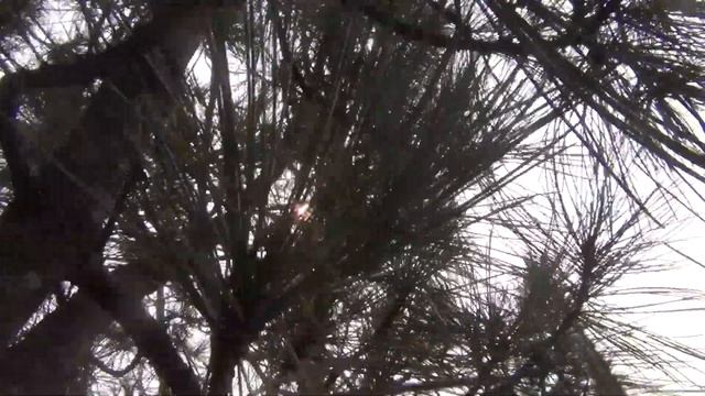 Кедровые орехи. Залазим на кедр за кедровым орехом. Сибирь,тайга.