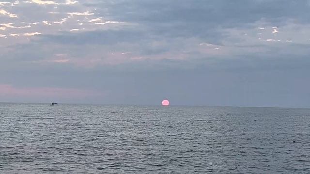 ЭТО ВОСТОЧНЫЙ ПЛАТАН! ЭТО ПЛАТАН ВОСТОЧНЫЙ!НАБЛЮДАЕМ ЗА КРАБАМИ