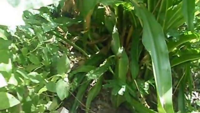 How to Grow STEVIA from seed
