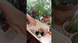 Как обогреть цыплят если нет электричества или лампы