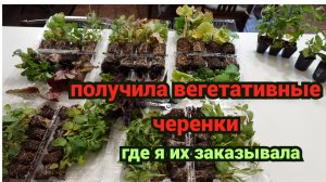 Получила вегетативные черенки.Где я их заказывала