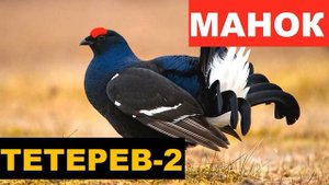 ?ГОЛОС (МАНОК) ТЕТЕРЕВ 2