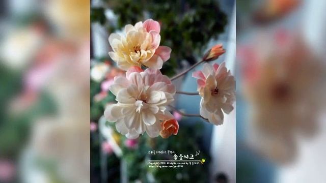 유럽 Pelargonium - 라라마저리 【Lara Marjorie】 смотреть онлайн