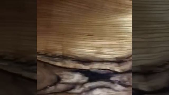 Столешница из слэба дерева смотреть онлайн