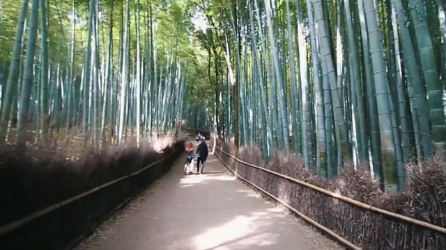 Бамбуковый лес Сагано. Япония смотреть онлайн