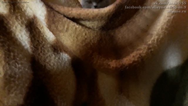 Мой кот Лапик, 3 года часть 2.