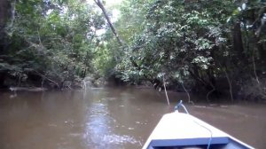 Selva amazônica. Igarapé Grande do Jutica e Igarapé do Meriti, município de Tefé, Amazonas, Brasil.