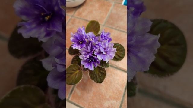 Hunter's Andromeda African Violet, standard смотреть онлайн