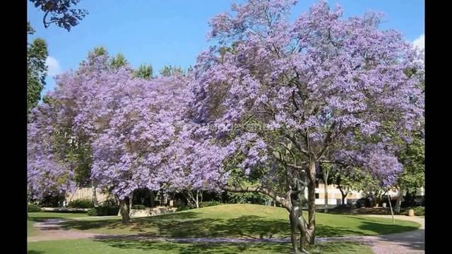 ЖАКАРАНДА Jacaranda