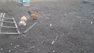 Про драку двоих деревенских петухов...в селе Нижний Шкафт.