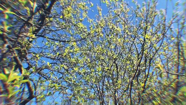 Релакс с козами смотреть онлайн