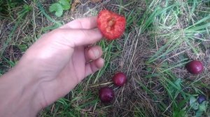 Алыча Кубанская комета.Первое плодоношение алычи
