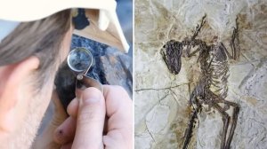 Самые Смертоносные Вымершие Животные