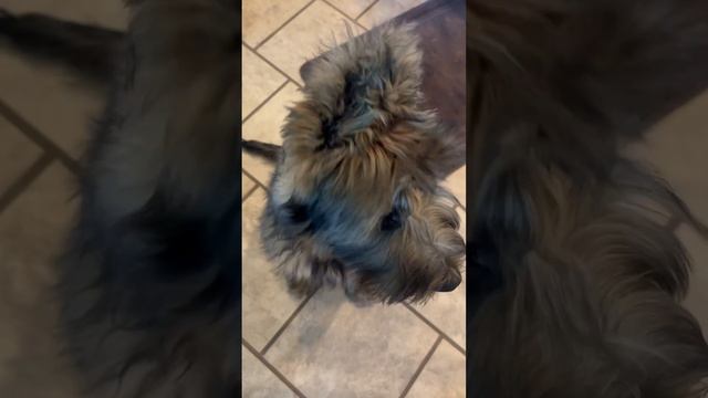 Wicket the Briard - Ponytails let me SEE! смотреть онлайн