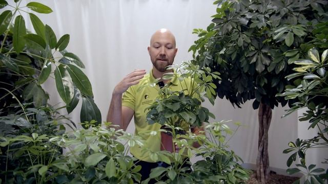 All You Need To Know About Schefflera Arboricola
