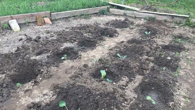 Высадка капустной рассады в открытый грунт благоприятное место Под капусту  Обработка перед посадко