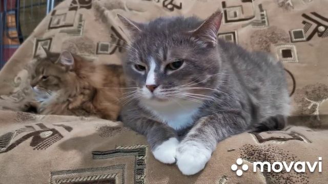 Funny cats..mp4 смотреть онлайн