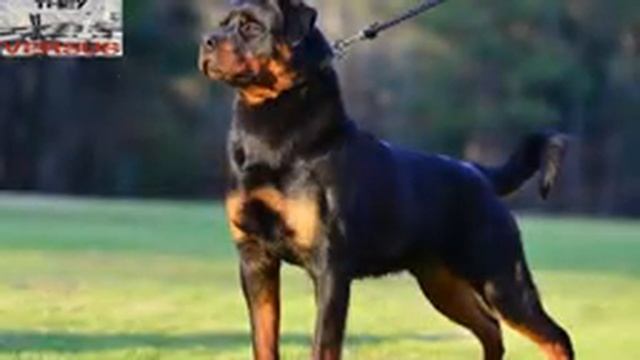 VS Ротвейлер против других собак, особенность породы смотреть онлайн