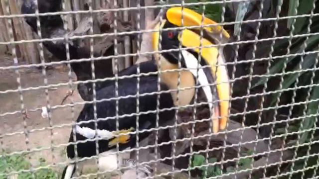 ПХУКЕТ.ПАРК ПТИЦ и.ШОУ ПТИЦ смотреть онлайн