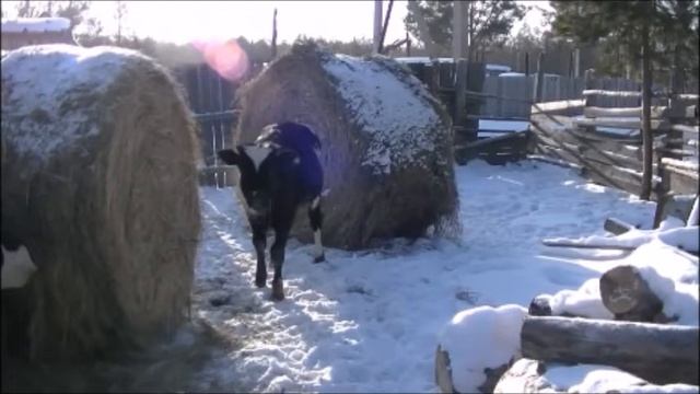 Выгодно ли держать корову. Часть 2. Реальный доход. смотреть онлайн