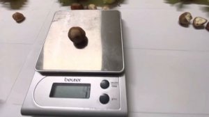 Обзор крупноплодных сортов фундука 2022