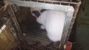 Кролики спаривание в домашних условиях